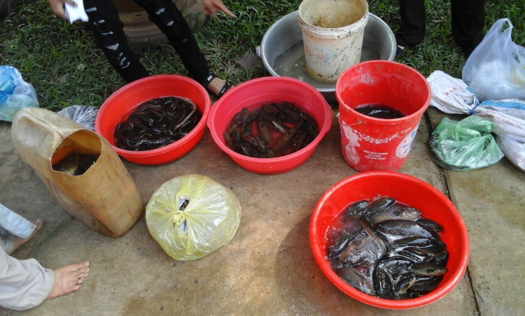 le phat thanh dao chua hoa nghiem