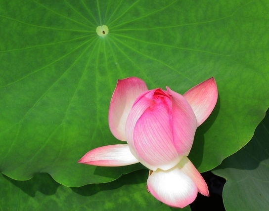 hoa sen phật giáo